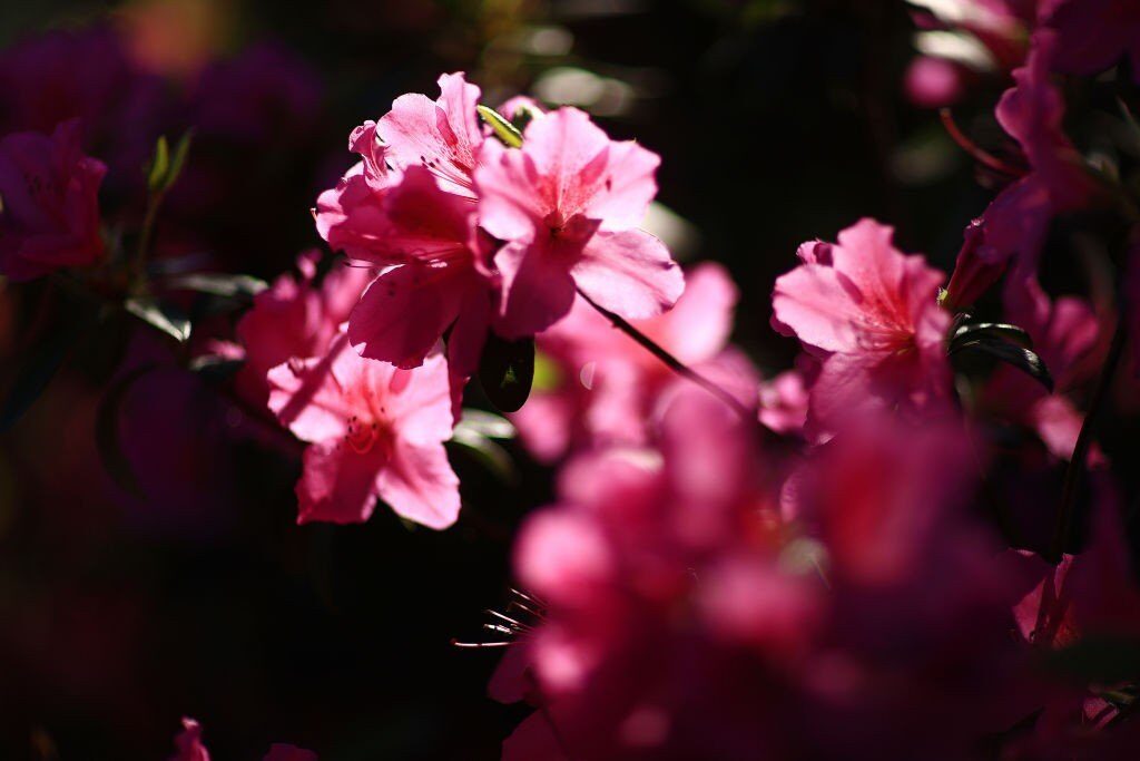 azaleas